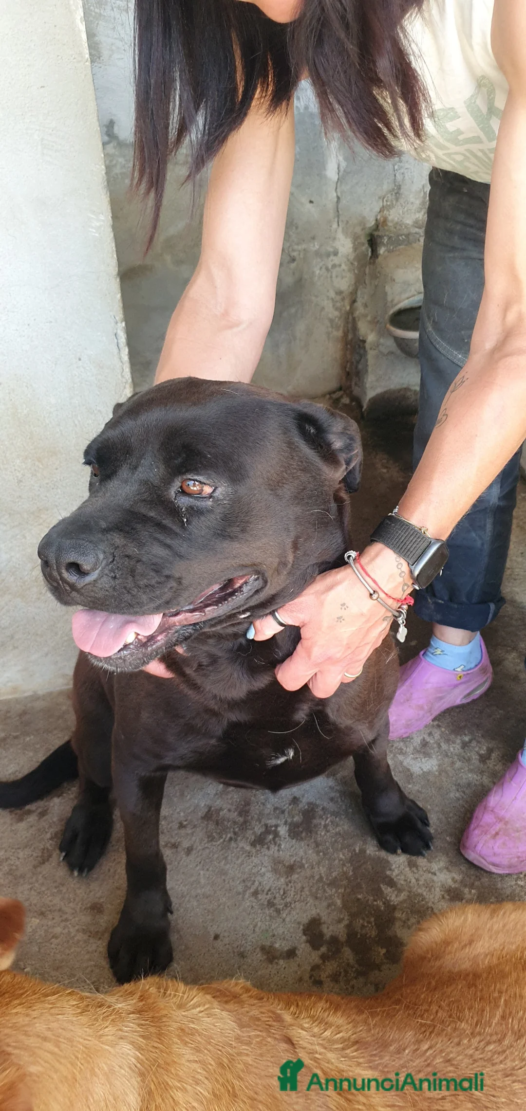 Labrador cani in regalo: Calimera, Labrador mix in Canile - Annuncio 1