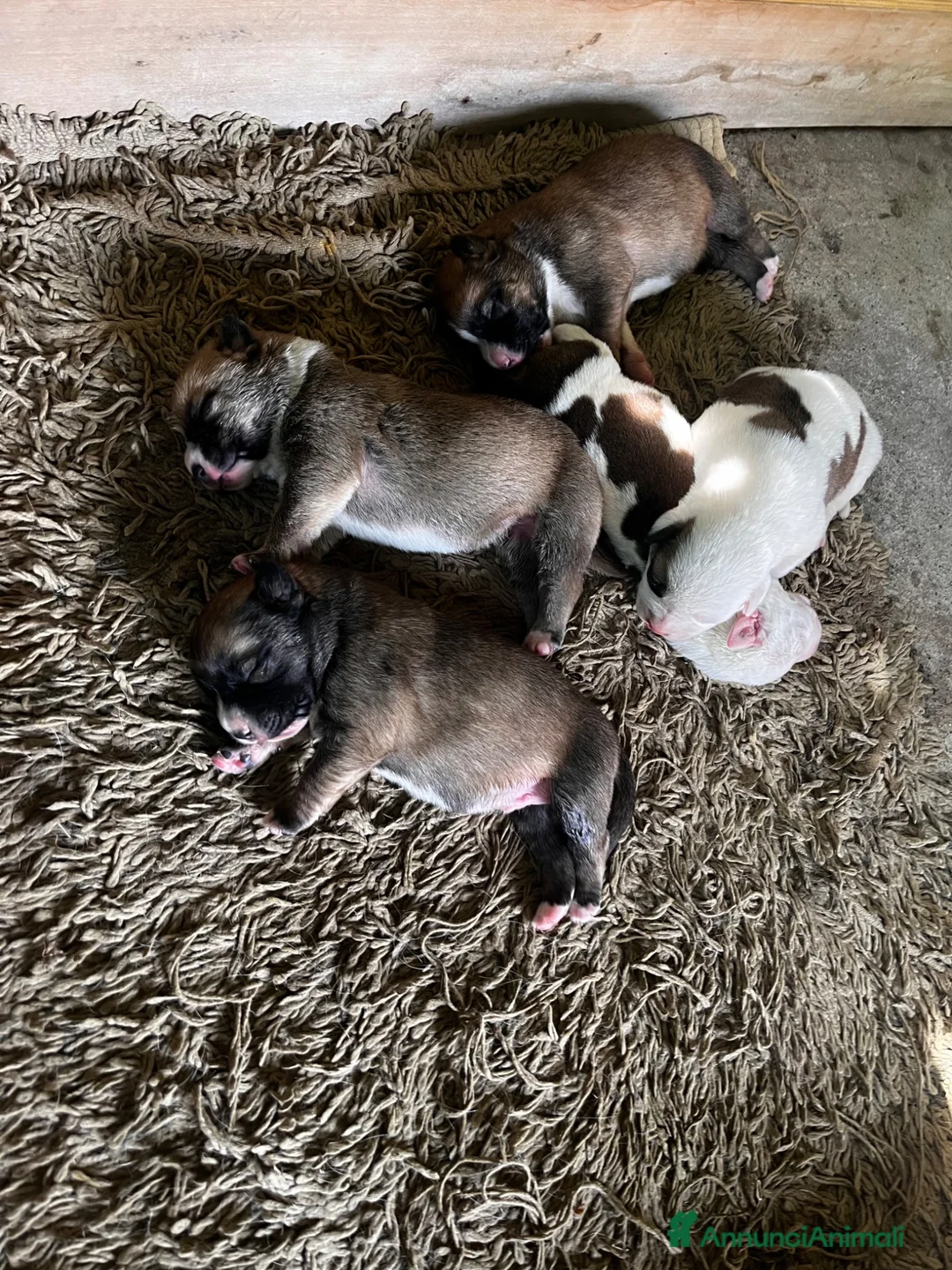 Meticcio cani in regalo: Regalo cuccioli - Annuncio 8