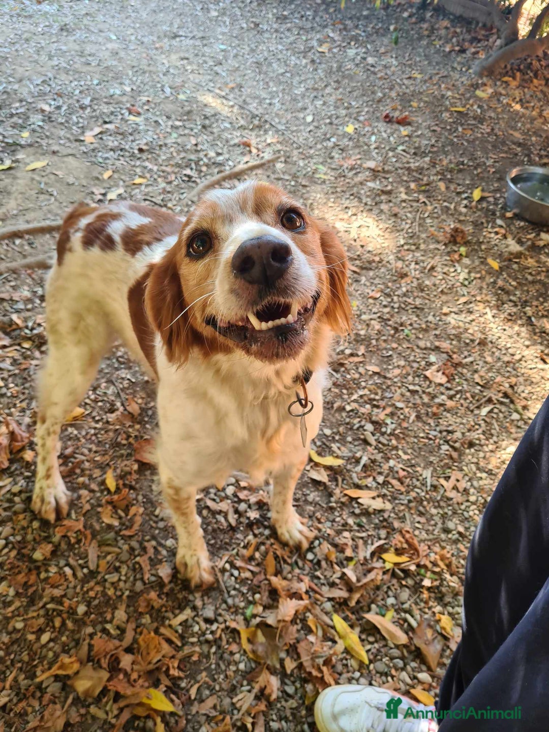 Breton cani in regalo: ETTORE & ACHILLE, fratellini BRETON! a Città Metropolitana di Firenze - Immagine 9