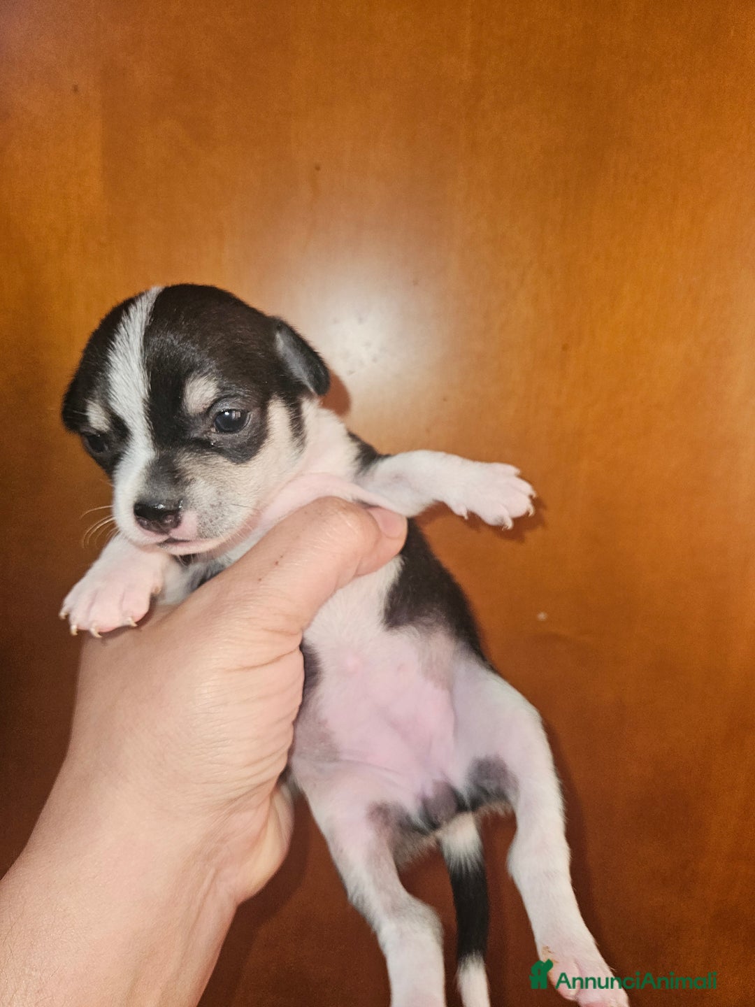 Chihuahua cani in vendita: Chihuahua cuccioli - Annuncio 11