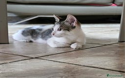 Europeo gatti in regalo: Una dolcissima gattina di tre mesi  - Immagine 1