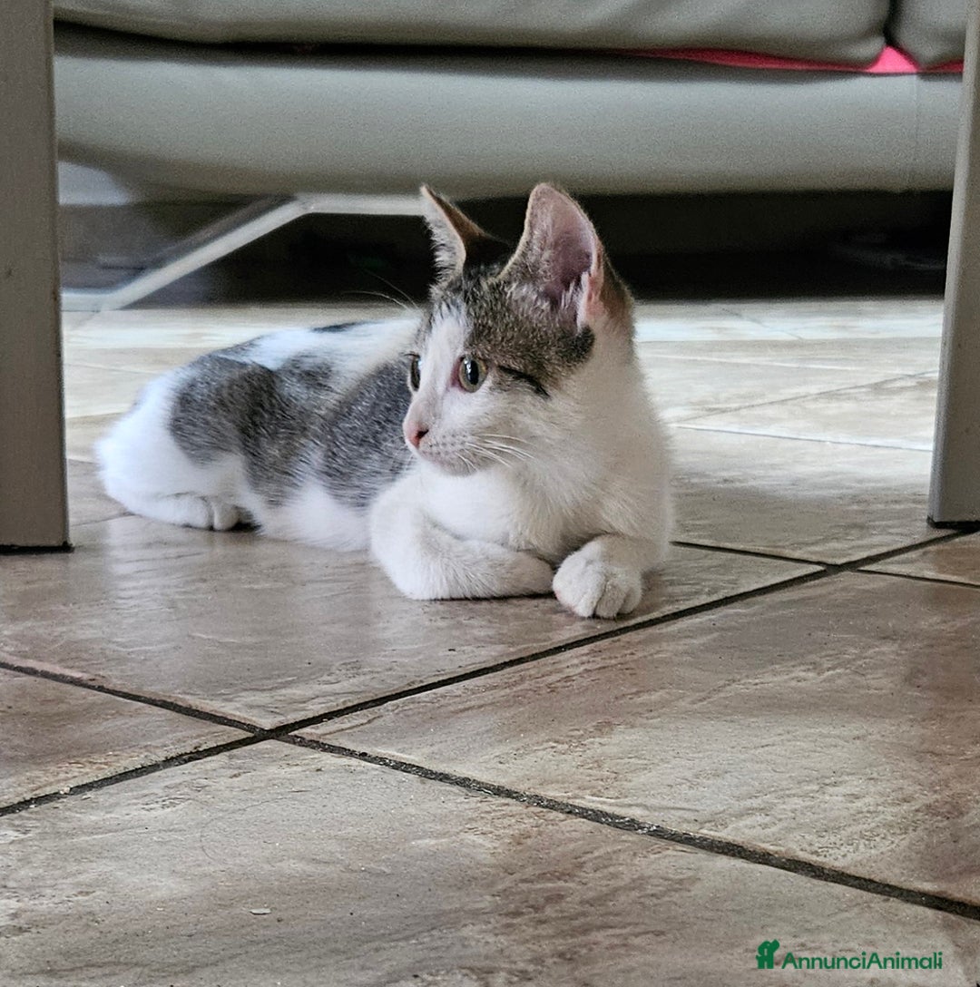 Europeo gatti in regalo: Una dolcissima gattina di tre mesi  - Immagine 1