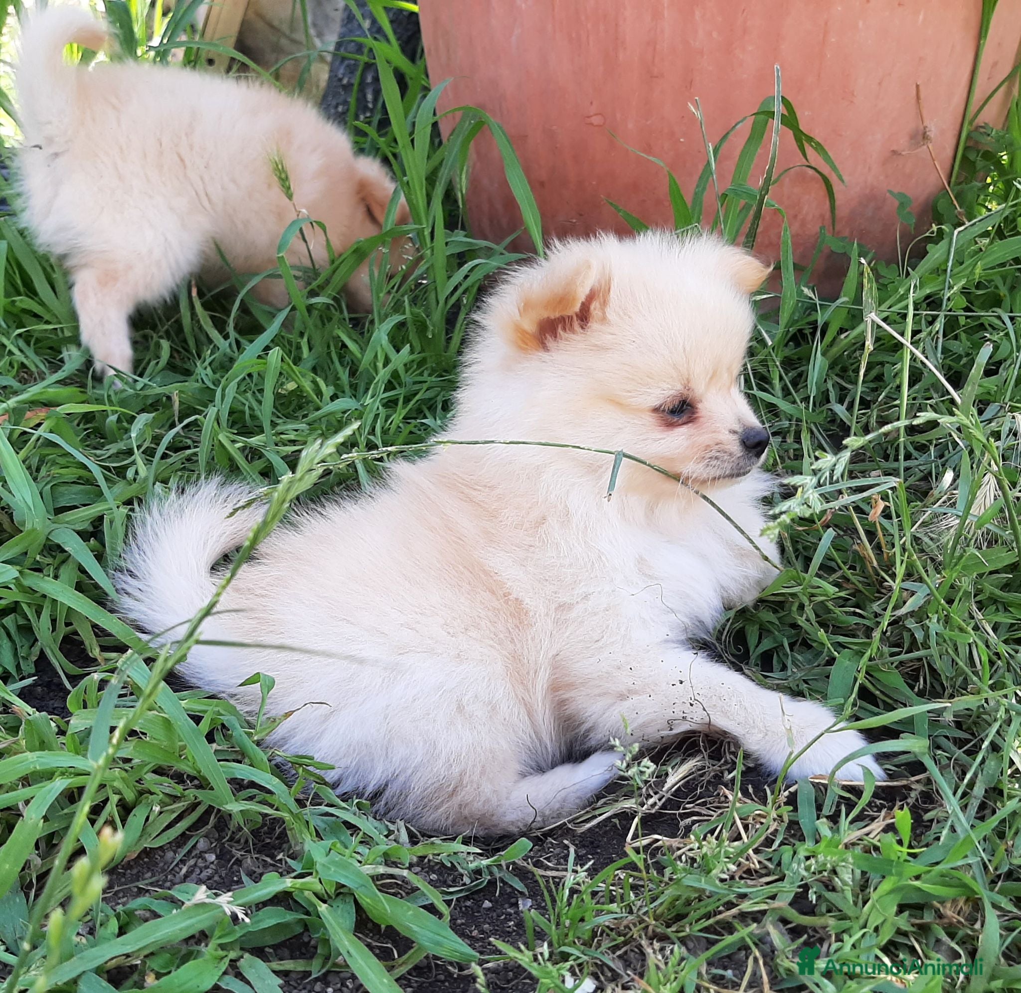 Spitz cani Cuccioli di Spitz  - Annuncio 1