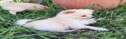 Spitz cani in vendita: Cuccioli di Spitz  - Annuncio 1