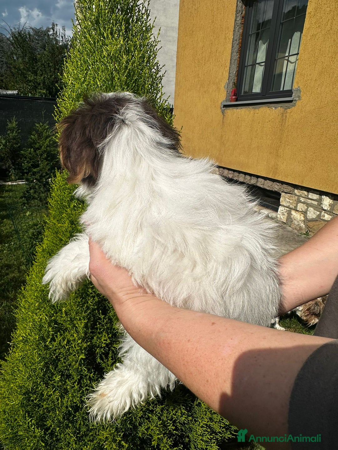 Yorkshire cani in vendita: Maschi di Yorkshire biewer  a Provincia di Bergamo - Immagine 10