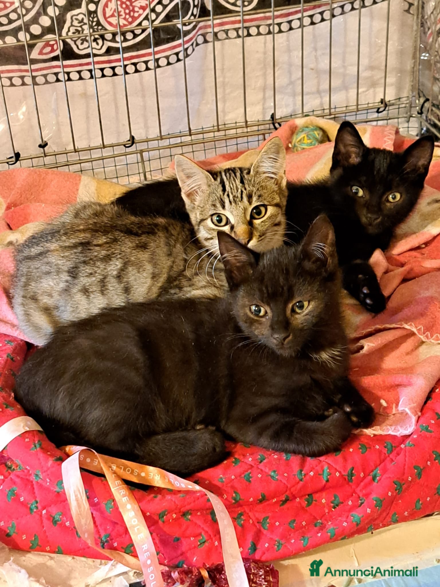 Europeo gatti in regalo: Trilli, Peter e Pan 💞💞💞 - Annuncio 2