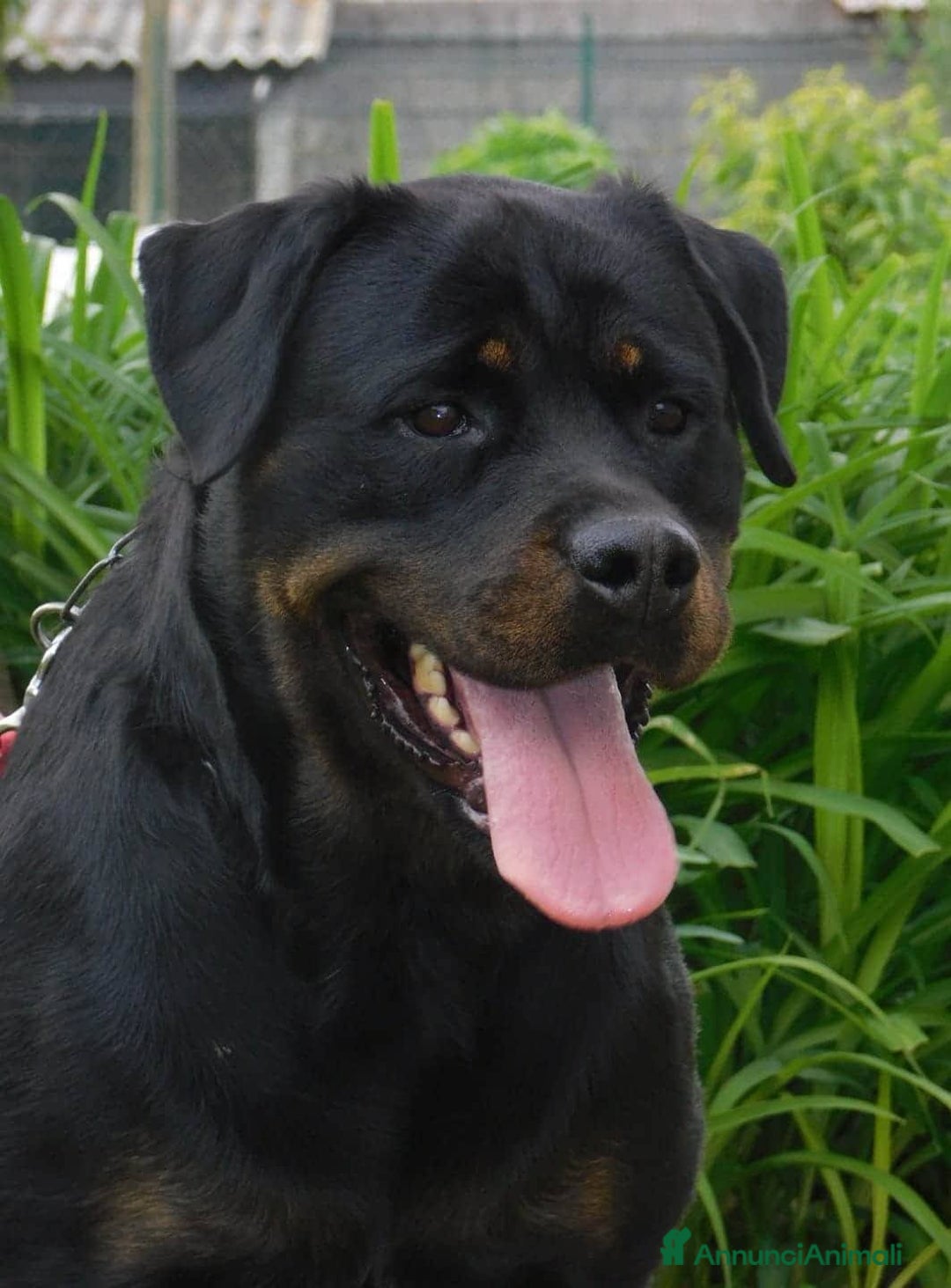 Immagine della galleria {{count}}