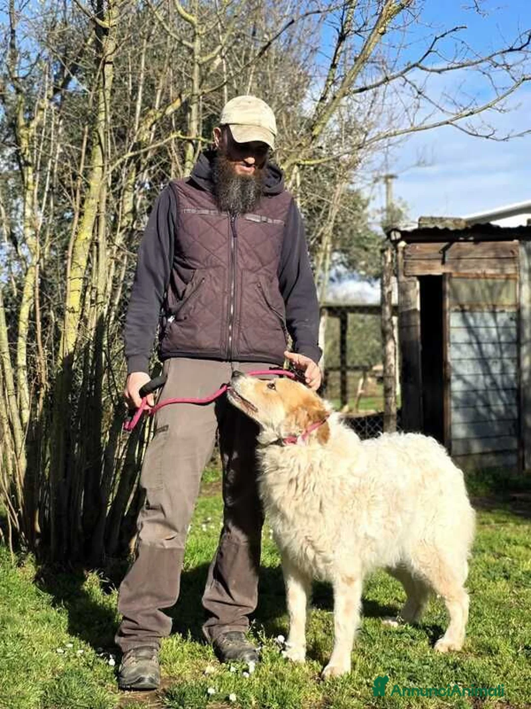 Meticcio cani in regalo: QUINCY HA BISOGNO DI UNA SVOLTA ALLA SUA VITA - Annuncio 4