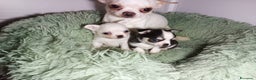 Chihuahua cani in vendita: Due piccoli Chihuahua, nati il 30 settembre 2025 - Annuncio 15