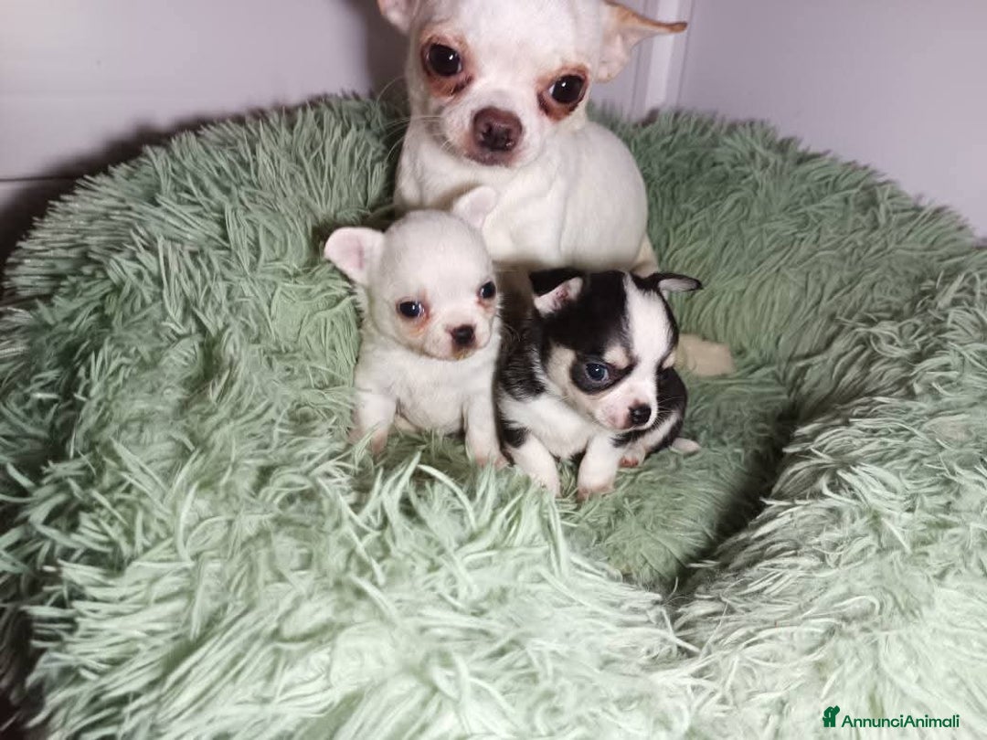 Chihuahua cani in vendita: Due piccoli Chihuahua, nati il 30 settembre 2025 - Annuncio 15