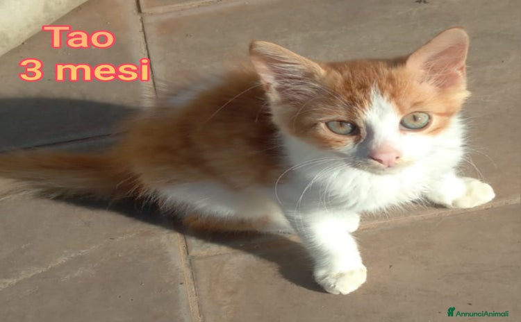 Europeo gatti - Annuncio 17