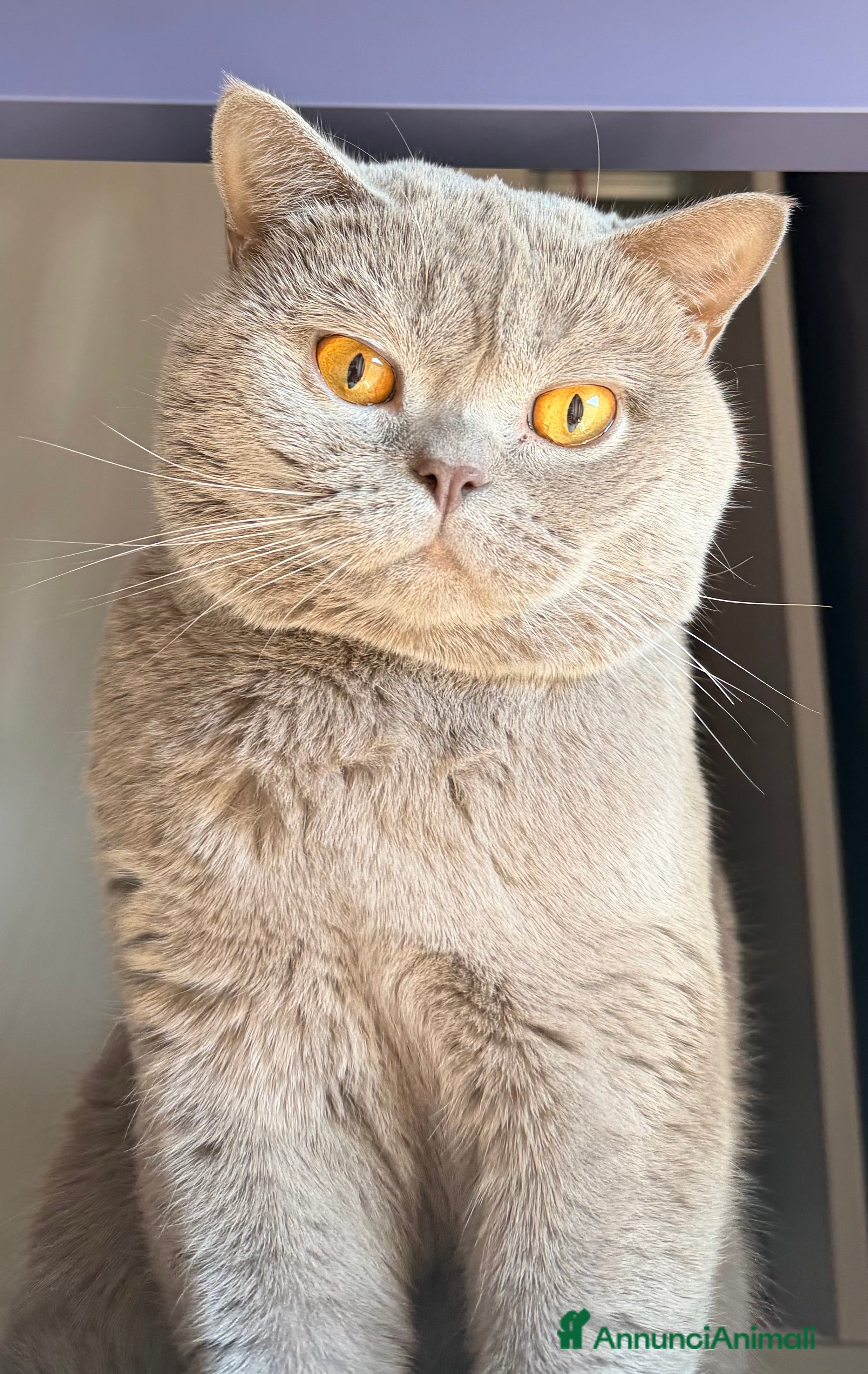 British gatti BRITISH PER ACCOPPIAMENTO  - Annuncio 1