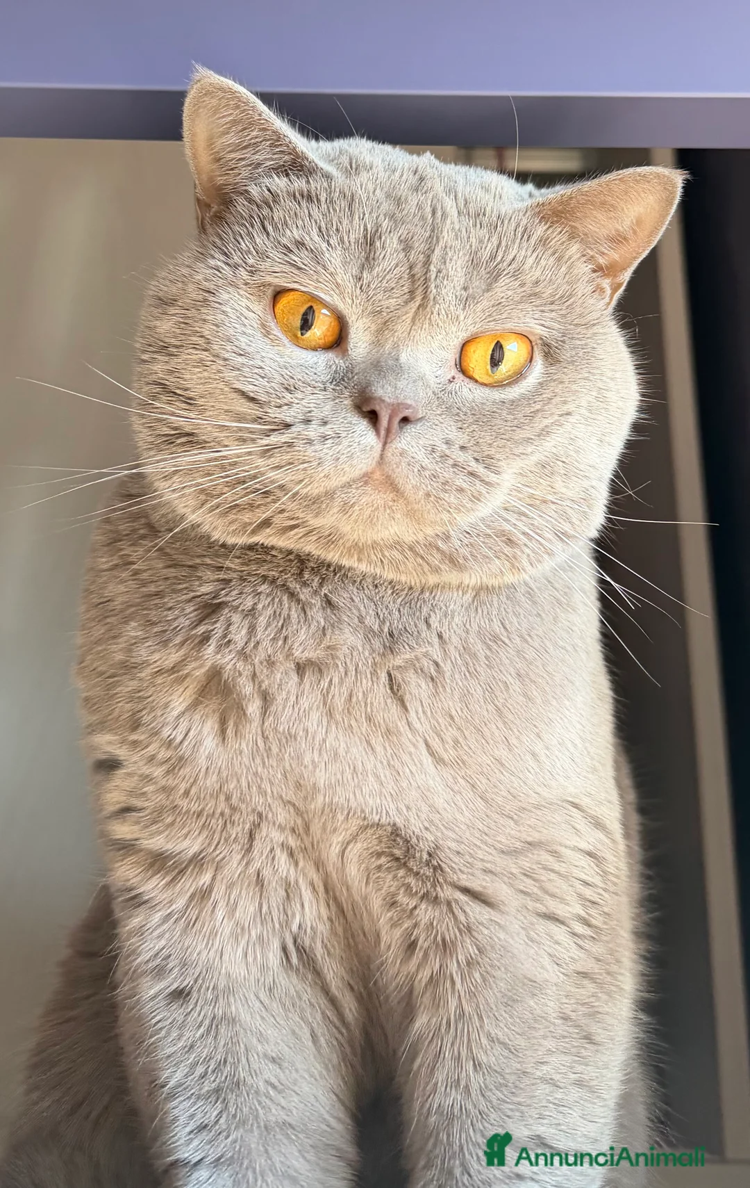 British gatti per accoppiamento: BRITISH PER ACCOPPIAMENTO  - Annuncio 1