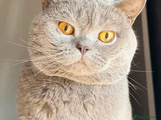 British gatti per accoppiamento: BRITISH PER ACCOPPIAMENTO - Annuncio 2