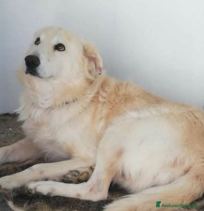 Meticcio cani 10anni di canile..il canile chiude SOS CALABRIA a Città Metropolitana di Milano - Annuncio 5