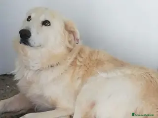 Meticcio cani 10anni di canile..il canile chiude SOS CALABRIA a Città Metropolitana di Milano - Annuncio 5