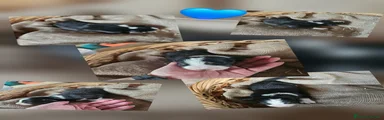 Meticcio Cucciolo 1