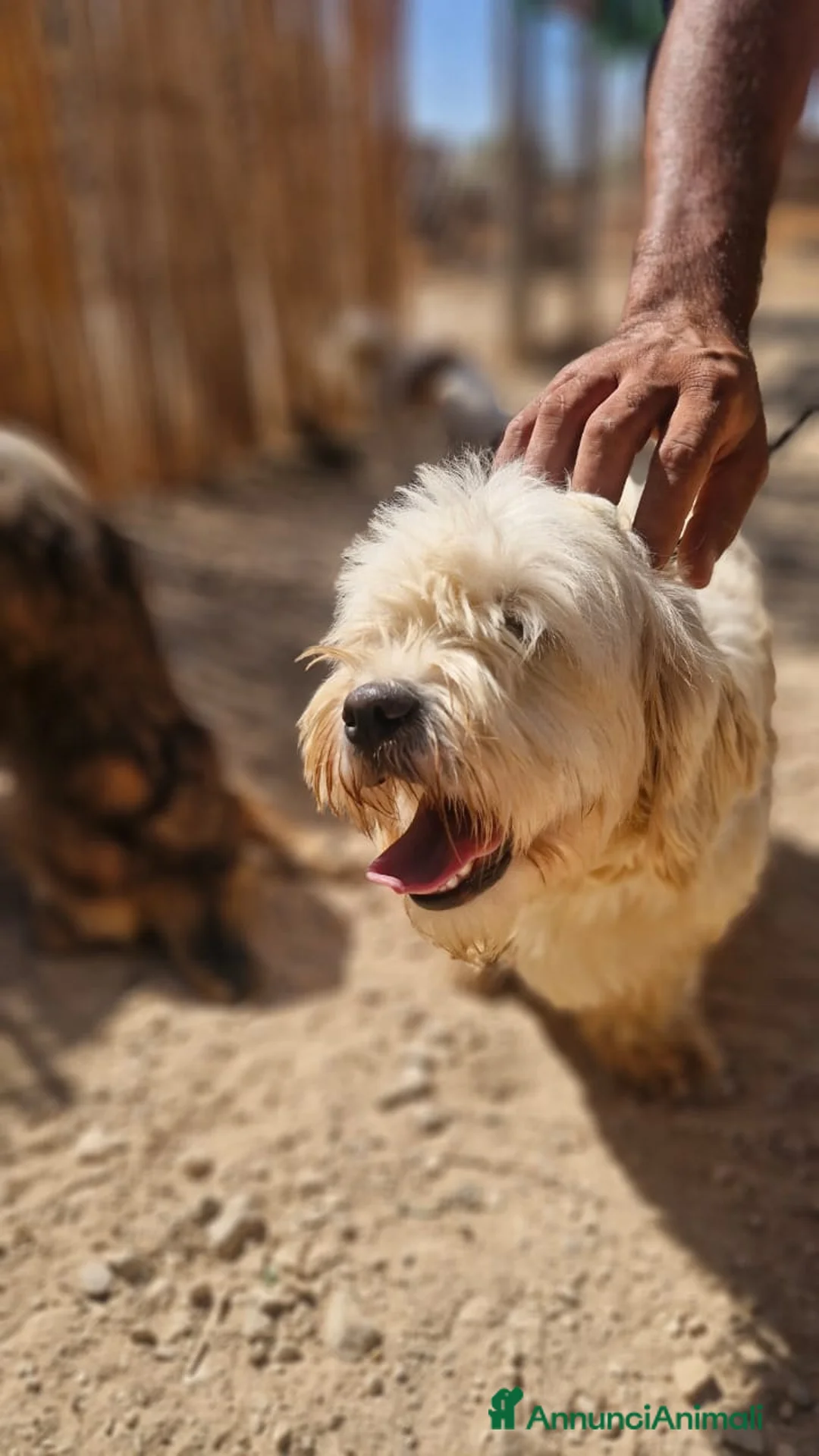 Meticcio cani in regalo: Snoopy, un meticcio coccolone - Annuncio 7