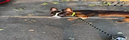 American Staffordshire cani in vendita: Cucciolo di amstaff  a Provincia di Treviso - Annuncio 1