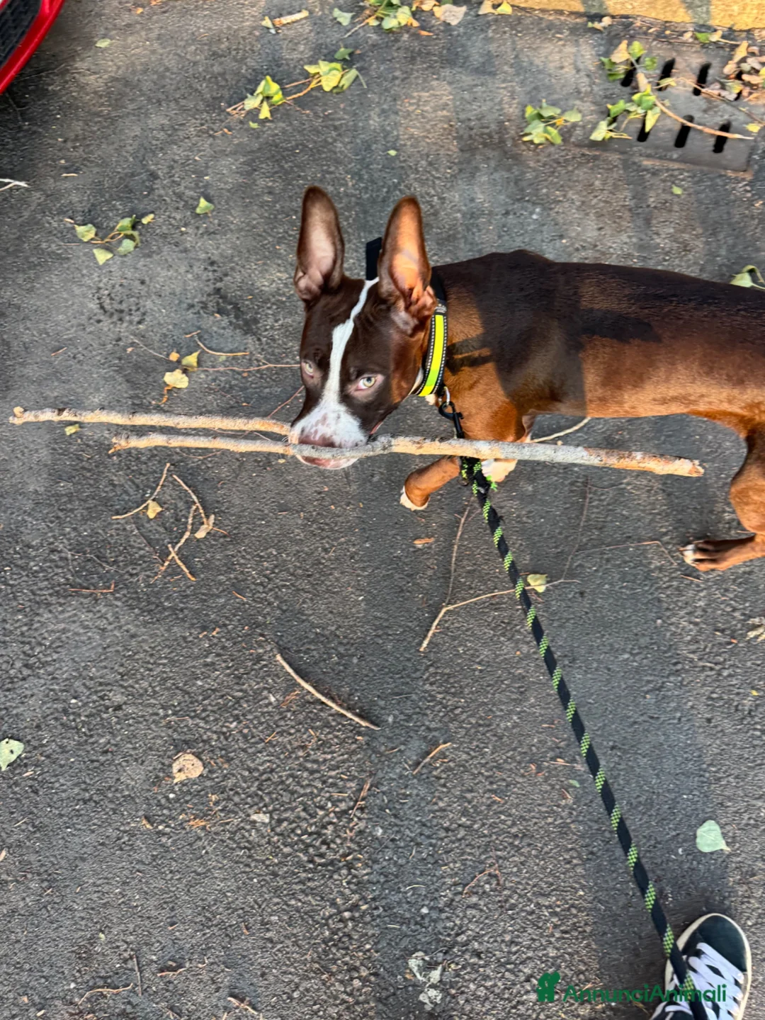 American Staffordshire cani in vendita: Cucciolo di amstaff  a Provincia di Treviso - Annuncio 1