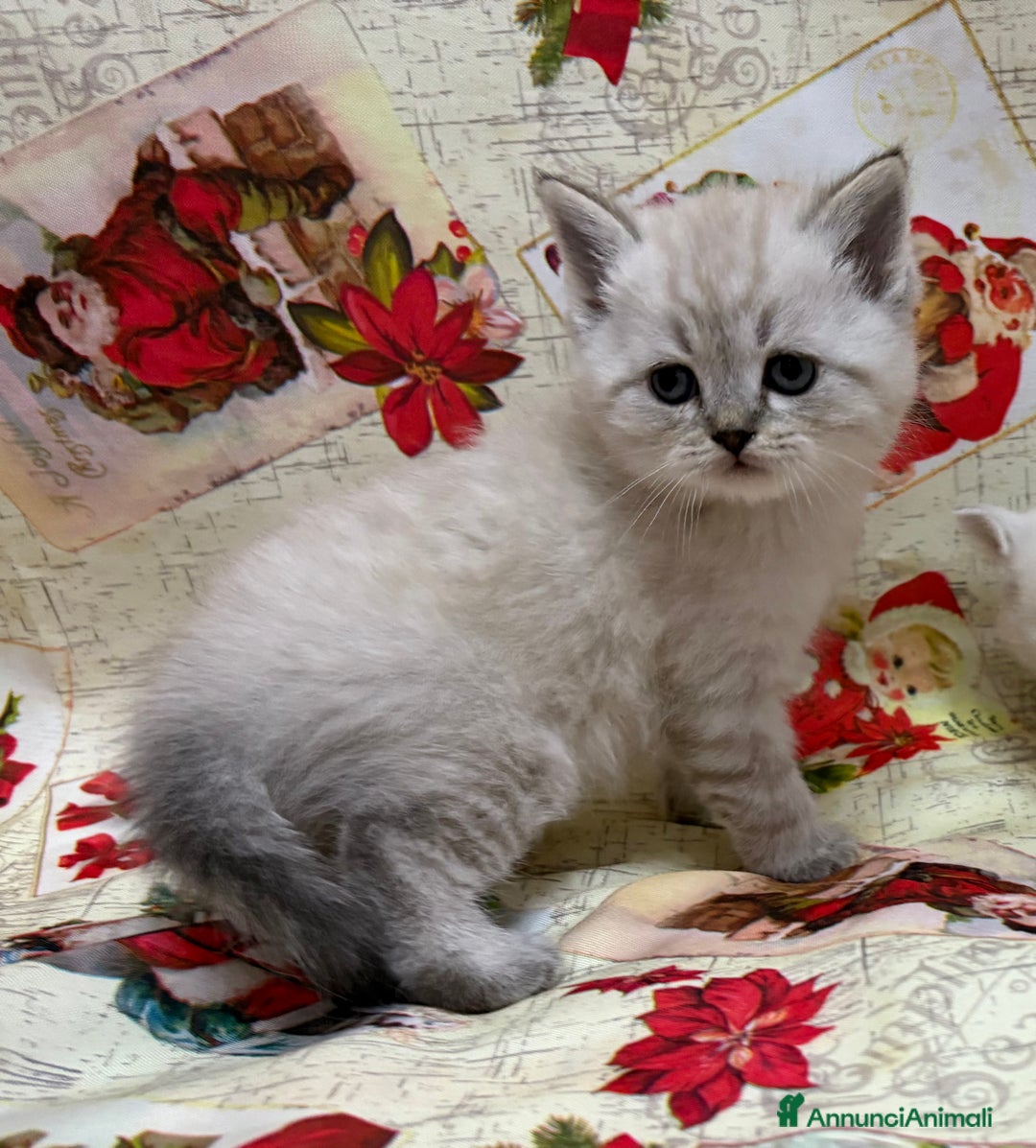 British gatti in vendita: Scottish fold sthrait  - Annuncio 1