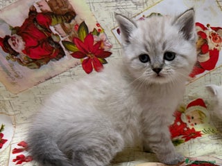British gatti Scottish fold sthrait - Annuncio 6