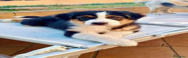 Pampero