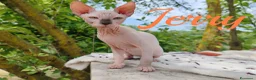 Sphynx gatti in vendita: Disponibili splendidi cuccioli di Sphynx ✨ - Annuncio 8
