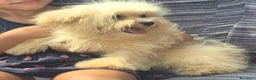 Maltipoo cani in vendita: Maltipoo toy - Annuncio 3