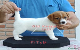 Jack Russell cani in vendita: Cuccioli Jack Russell Terrier con Pedigree a Provincia di Alessandria - Immagine 13