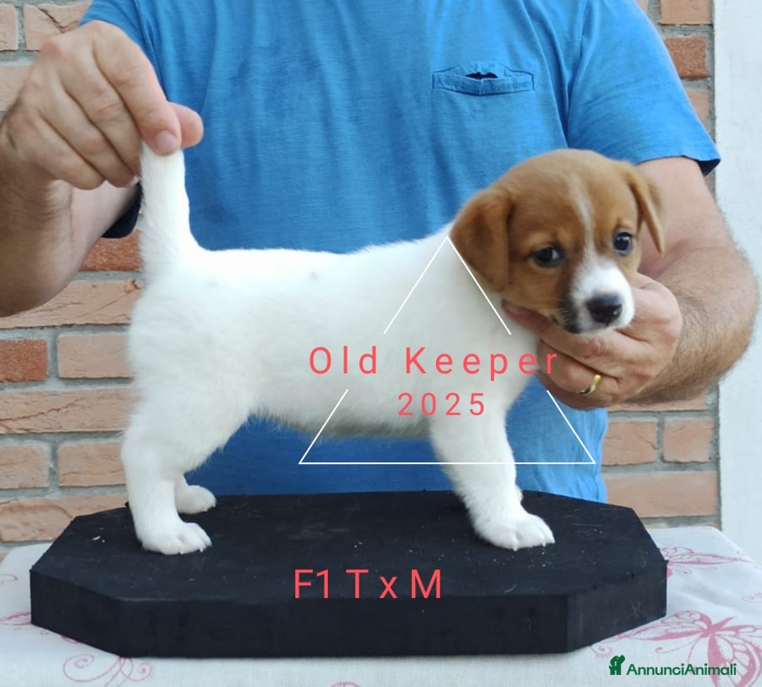 Jack Russell cani in vendita: Cuccioli Jack Russell Terrier con Pedigree a Provincia di Alessandria - Immagine 13