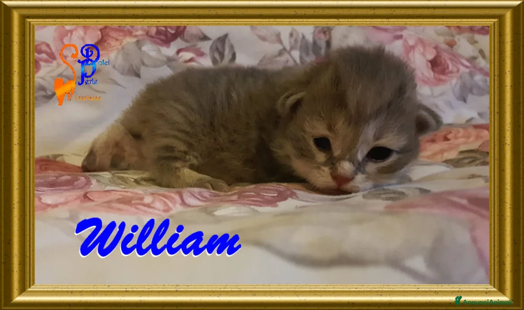 Siberiano gatti in vendita: cuccioli gattini siberiani ipoallergenici - Annuncio 2