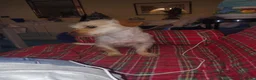 Meticcio cani in regalo: Coco: 6 kg, socievole con tutti - Annuncio 3