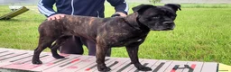 Meticcio cani in regalo: CHERRY BOXER - Annuncio 10