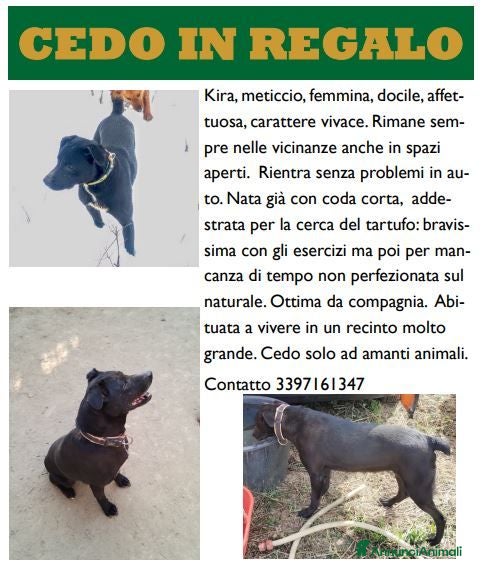Meticcio cani Meticcio femmina - Annuncio 27