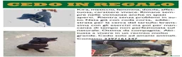 Meticcio cani in regalo: Meticcio femmina a Provincia di Cuneo - Annuncio 1