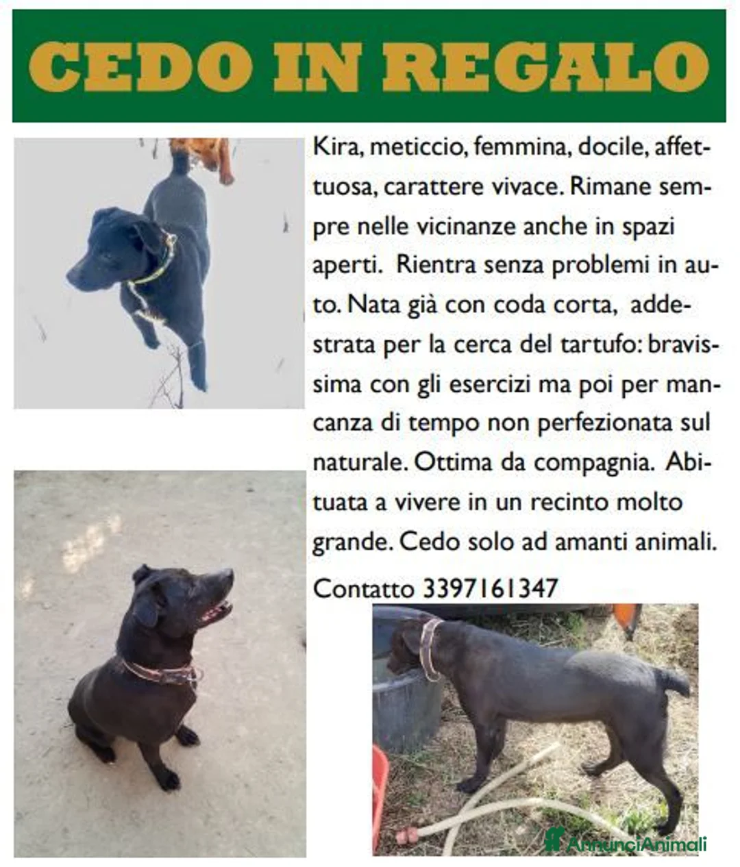 Meticcio cani in regalo: Meticcio femmina a Provincia di Cuneo - Annuncio 1