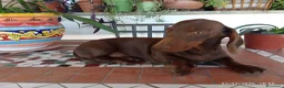 Bassotto cani in vendita: OCCASIONE IMPERDIBILE: Bassotto con Pedigree. - Annuncio 6