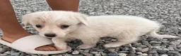 Meticcio cani in regalo: AURORA 🩷 UN BATUFFOLO DI CORAGGIO - Annuncio 5