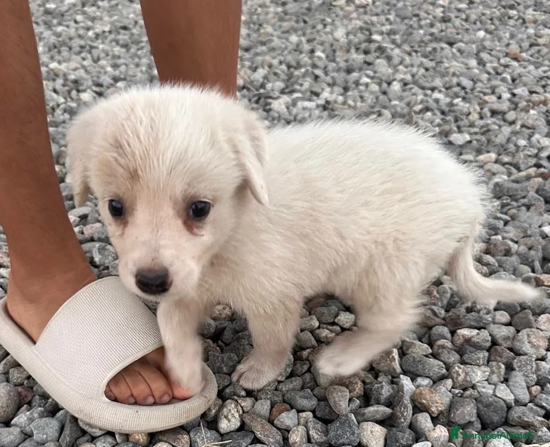 Meticcio cani in regalo: AURORA 🩷 UN BATUFFOLO DI CORAGGIO - Annuncio 5