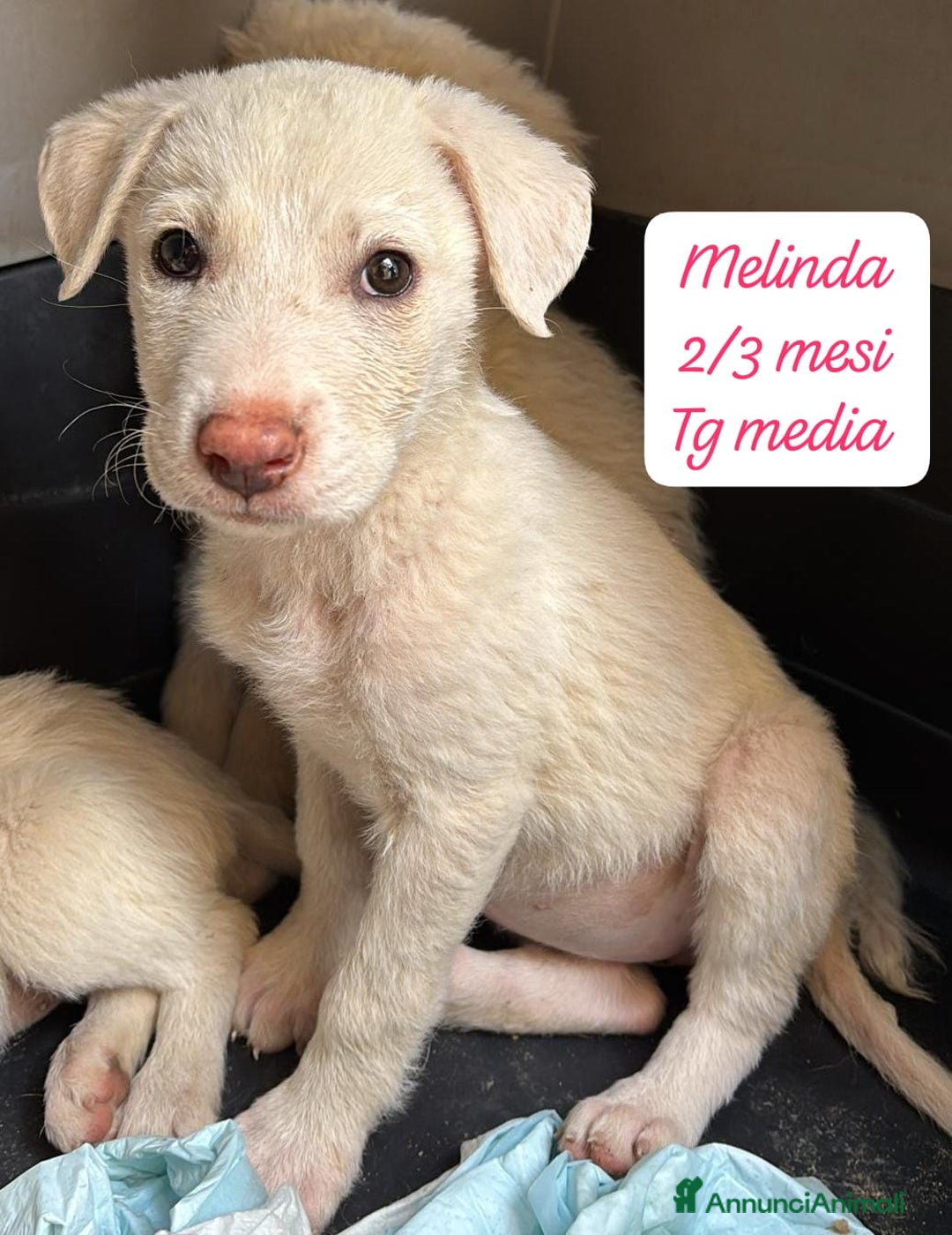 Meticcio cani in regalo: Cuccioli urgentemente cercano casa! - Annuncio 1