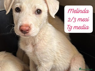 Meticcio cani Cuccioli urgentemente cercano casa! - Annuncio 27