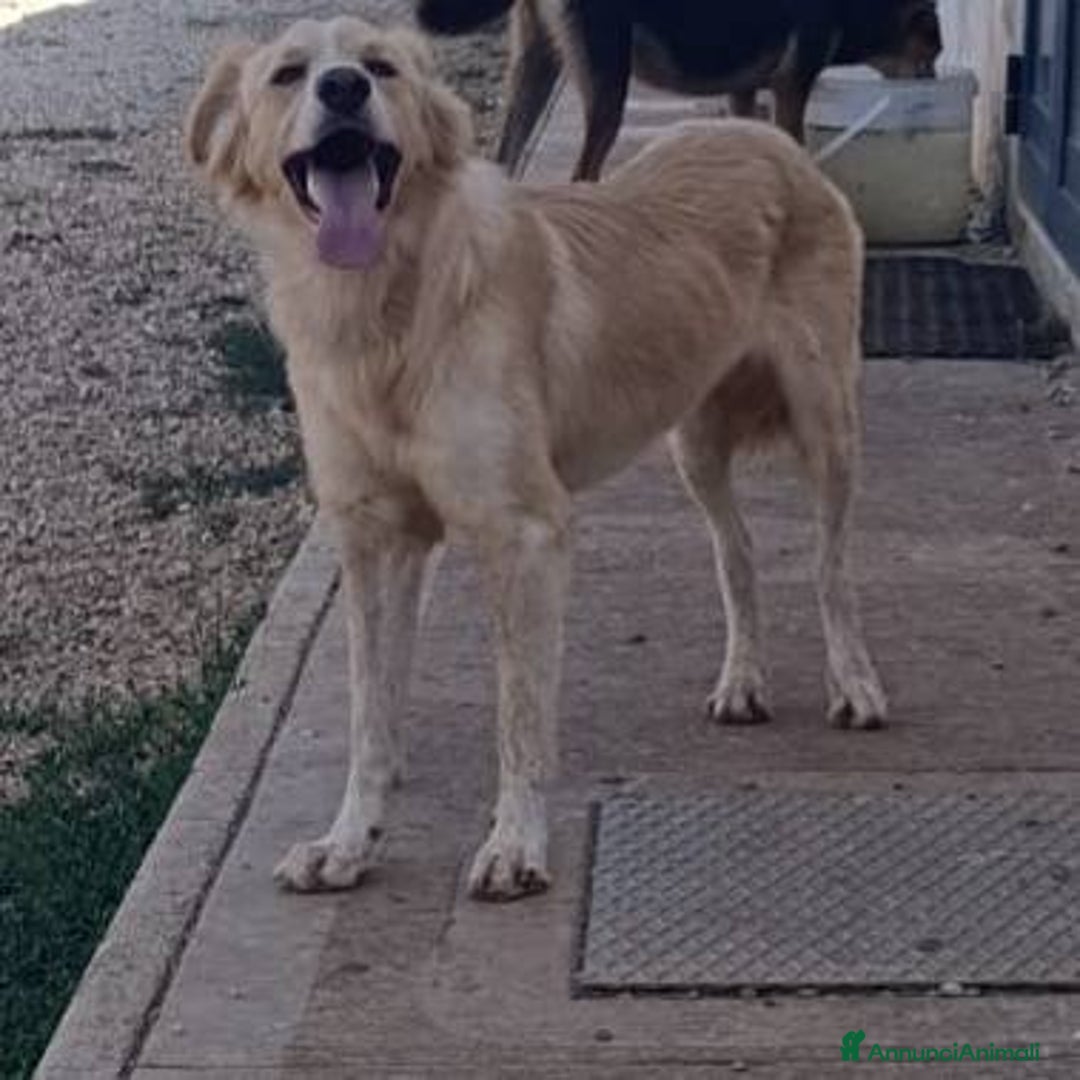 Meticcio cani in regalo: Chantal fantastica cagnolina - Annuncio 3