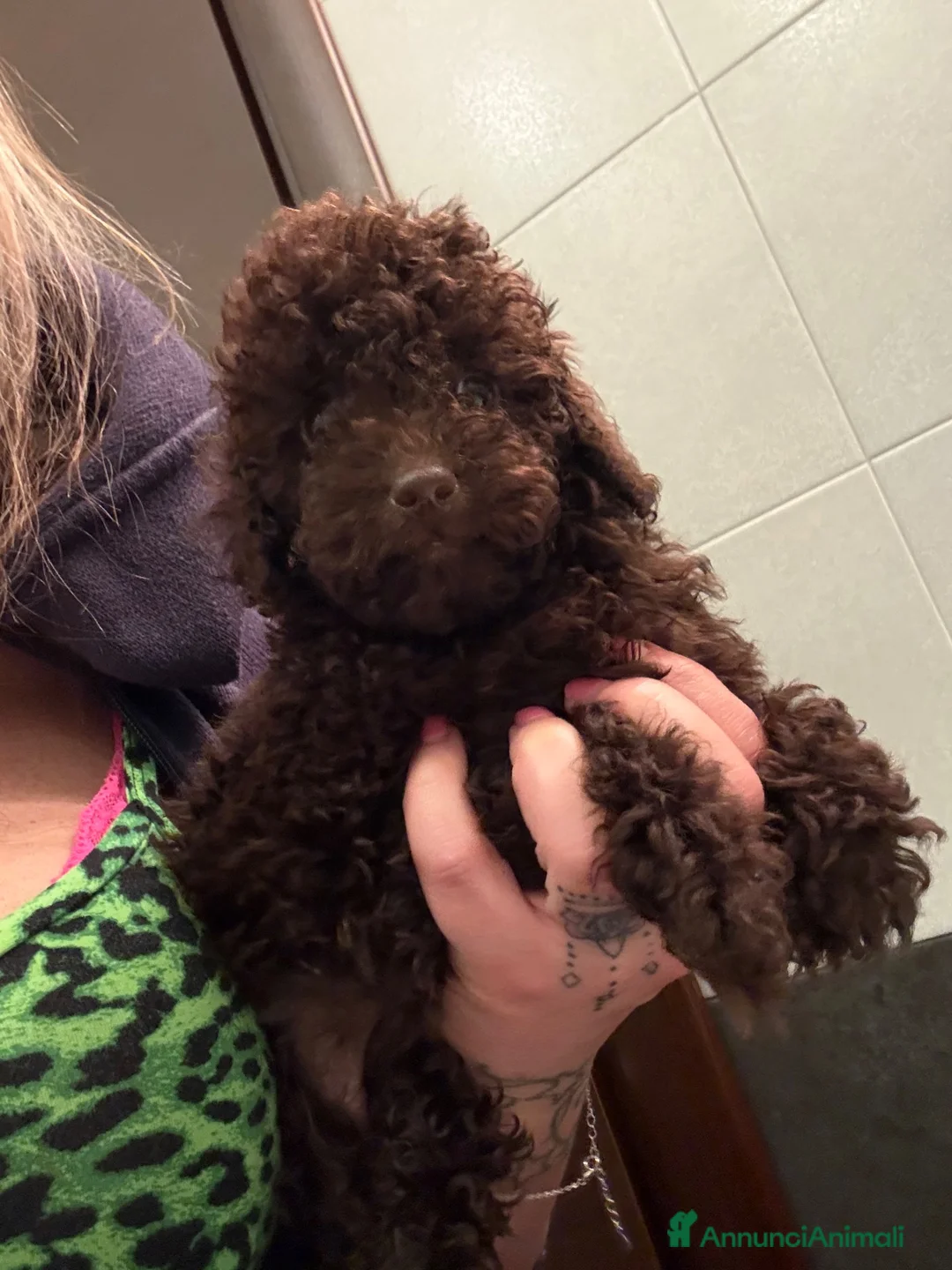 Barboncino cani in vendita: Cucciolo di barboncino  - Annuncio 1