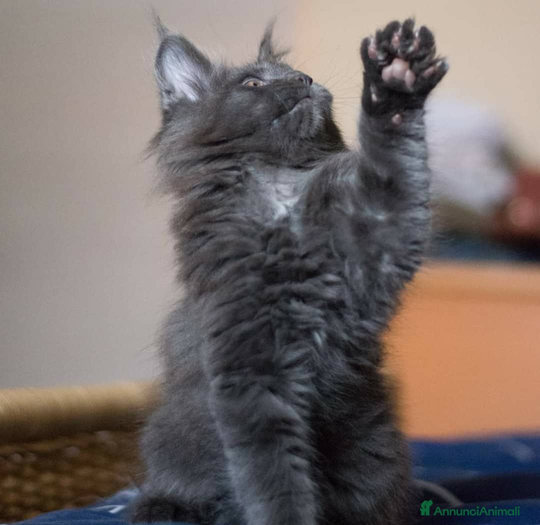 Maine Coon gatti in vendita: Cuccioli Maine Coon Blue - Annuncio 5