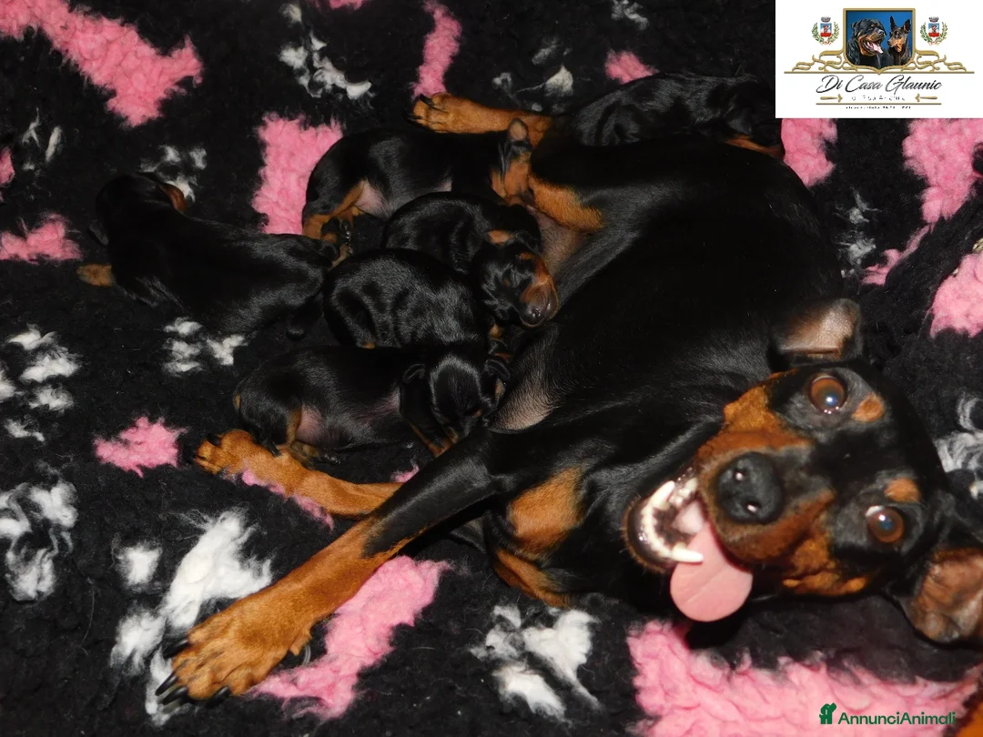 Pinscher Miniatura cani in vendita: Pinscher nano  - Annuncio 1