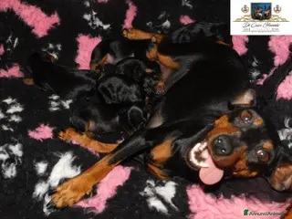 Pinscher Miniatura cani Pinscher nano - Annuncio 3