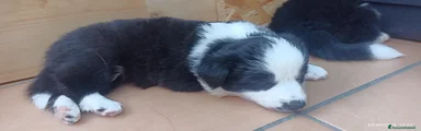 Border Collie 4