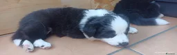 Border Collie cani in vendita: Border Colli con pedigree vendiamo - Annuncio 4