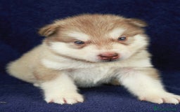 Alaskan Malamute cani in vendita: Cuccioli di alaskan malamute a Provincia di Padova - Immagine 8